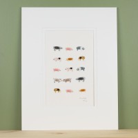 Limited Edition Print of Rare Pigs print