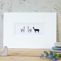3 Alpacas print